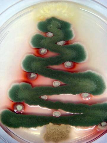 Fungal Christmas Tree