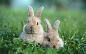Two baby rabbits, outdoors